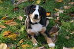 Resting Entlebucher Mountain Dog