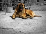 Resting Estrela Mountain dog 