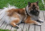 Resting Eurasier dog