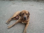 Resting Fila Brasileiro dog