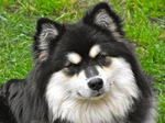 Resting Finnish Lapphund dog 