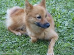 Resting Finnish Spitz dog 