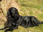 Resting Flat-Coated Retriever dog 