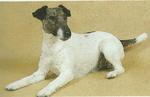 Resting Fox Terrier (Smooth) dog