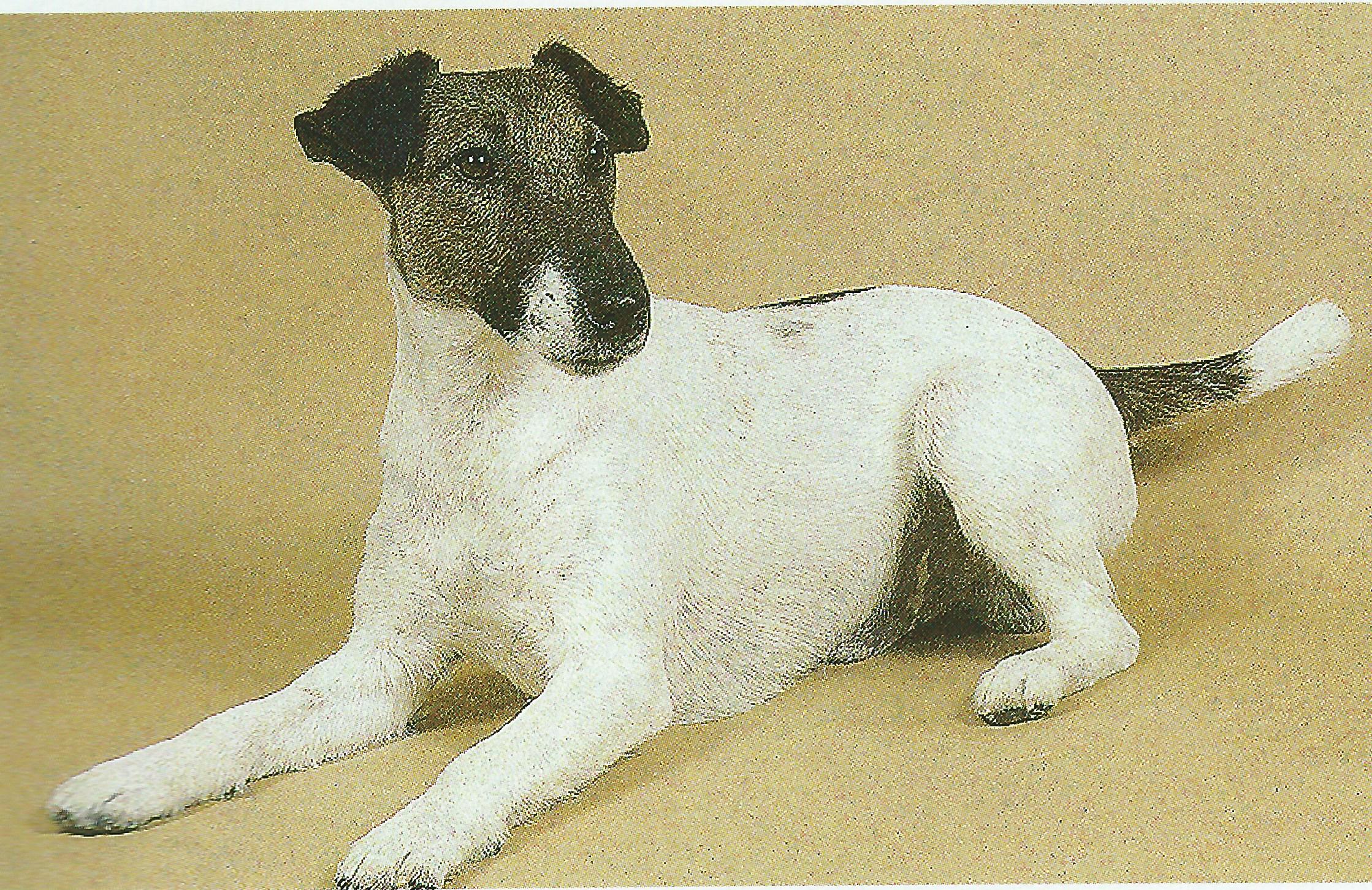 Resting Fox Terrier (Smooth) dog wallpaper