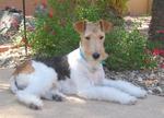 Resting Fox Terrier,Wire dog