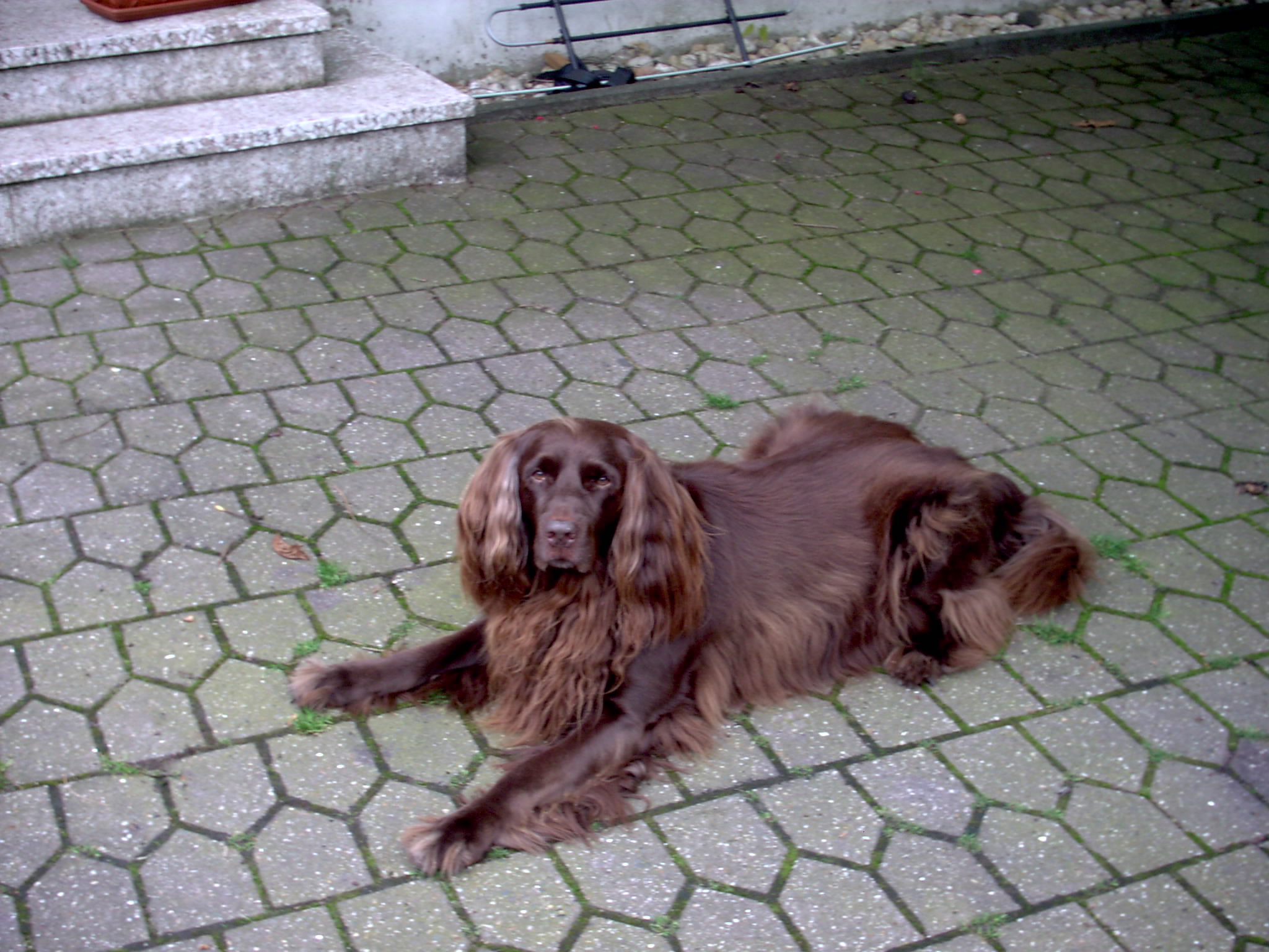 Resting German Longhaired Pointer dog wallpaper