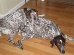 Resting German Shorthaired Pointer dogs