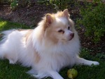 Resting German Spitz dog