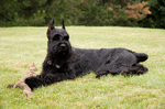 Resting Giant Schnauzer dog 