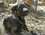 Resting Gran Mastín de Borínquen dog