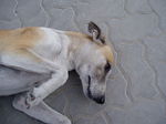 Resting Grand Anglo-Français Blanc et Orange dog