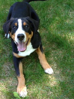 Resting Greater Swiss Mountain Dog 