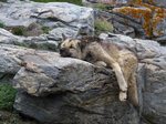 Resting Greenland dog 