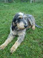 Resting Griffon Bleu de Gascogne dog