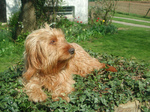 Resting Griffon Fauve de Bretagne dog