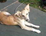 Resting Himalayan Sheepdog 