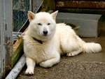 Resting Hokkaido dog