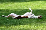 Resting Ibizan Hound dog