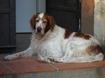 Resting Irish Red and White Setter dog