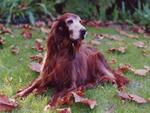 Resting Irish Setter dog