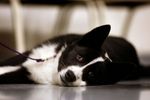 Resting Karelian Bear Dog