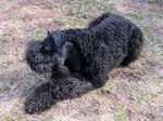 Resting Kerry Blue Terrier 