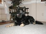 Resting King Shepherd dog