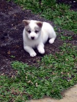 Resting Kintamani dog