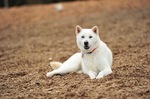 Resting Kishu dog