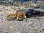 Resting Korean Jindo Dog 