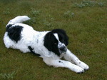 Resting Landseer dog 