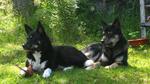 Resting Lapponian Herder dogs