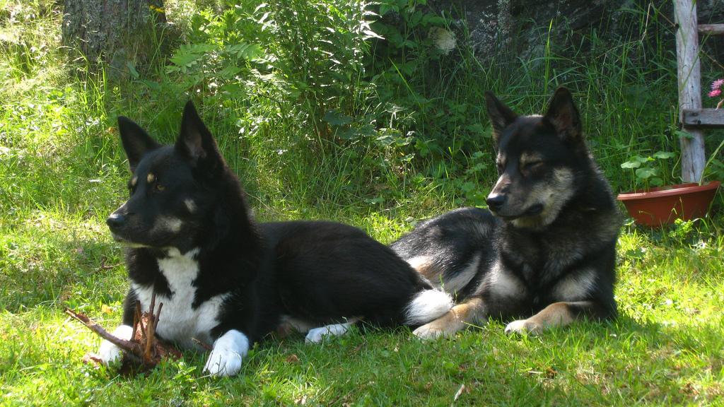 Собаки лапинпорокойра отдыхают фото