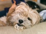 Resting Lhasa Apso dog