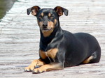 Resting Manchester Terrier dog 