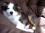 Resting Miniature Australian Shepherd dog