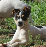 Resting Miniature Fox Terrier dog 