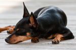 Resting Miniature Pinscher