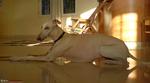 Resting Mudhol Hound dog