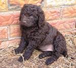 Resting Murray River Curly Coated Retriever