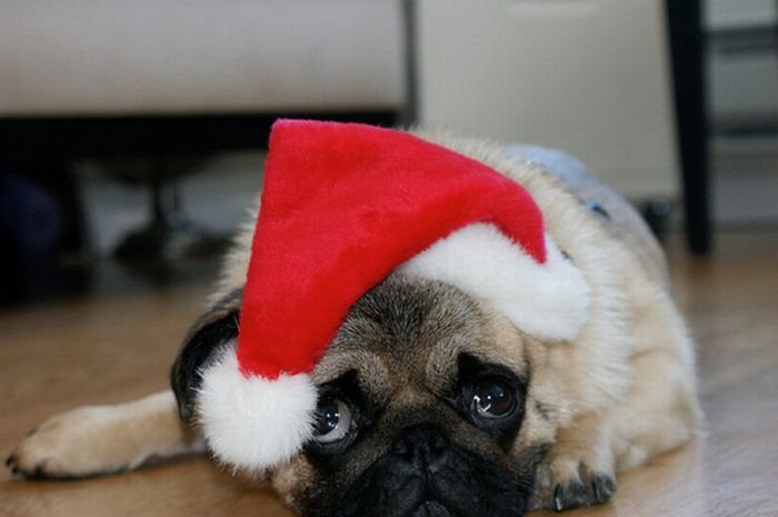 Resting New Year's Day Pug wallpaper