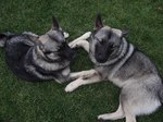 Resting Norwegian Elkhound dogs