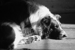 Resting Old Time Farm Shepherd dog 