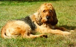 Resting Otterhound dog 