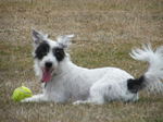 Resting Parson Russell Terrier