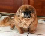 Resting Pekingese