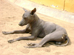 Resting Peruvian Hairless Dog