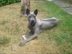 Resting Phu Quoc ridgeback dog 