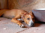 Resting Podenco Canario